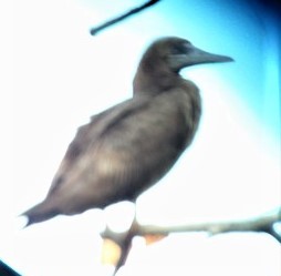 Brown Booby - ML581654551