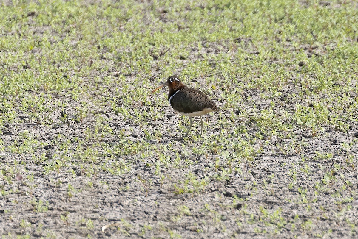 Greater Painted-Snipe - ML581654581