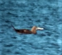 Brown Booby - ML581654631
