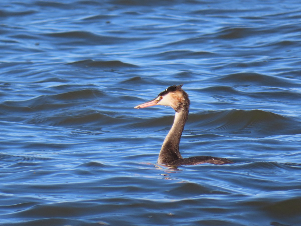 Great Crested Grebe - ML581654831