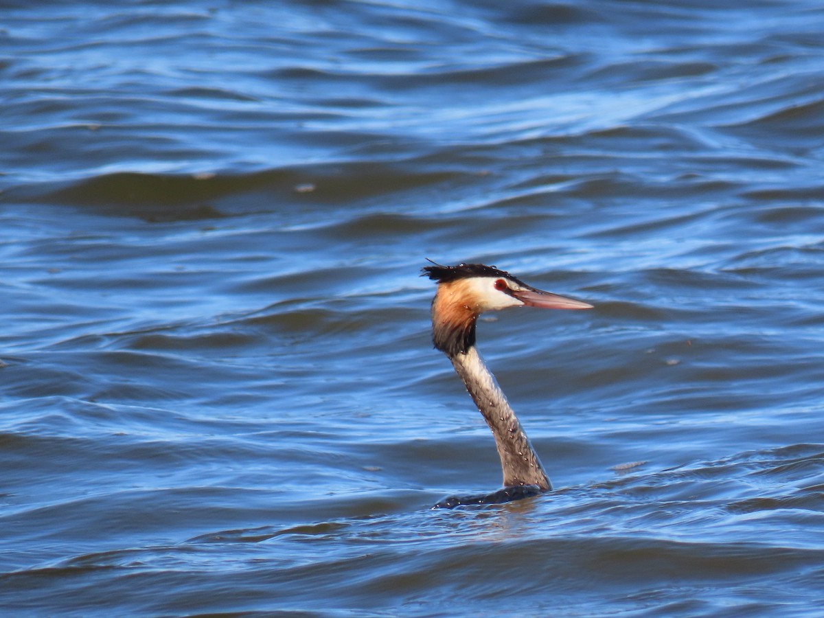 Great Crested Grebe - ML581654941