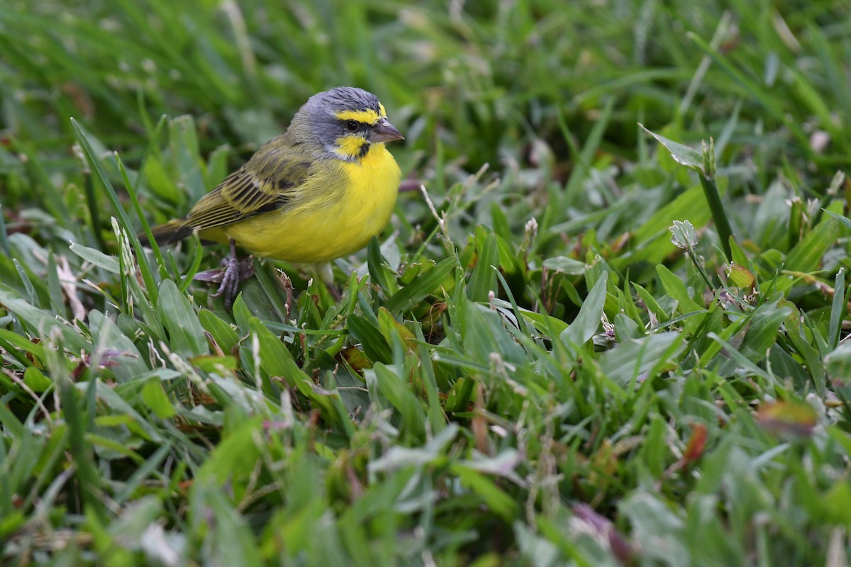 Yellow-fronted Canary - ML581657011