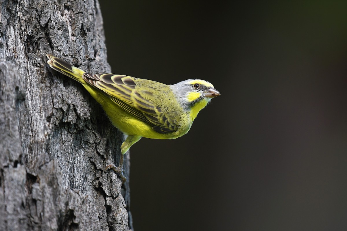 Yellow-fronted Canary - ML581657131