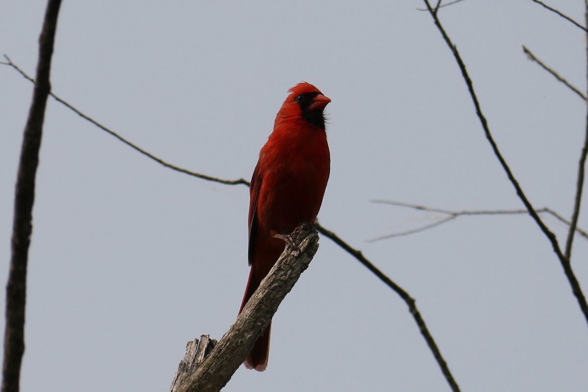 Cardinal rouge - ML581657161