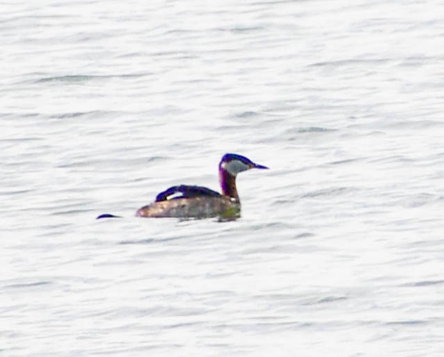 Red-necked Grebe - ML581658441