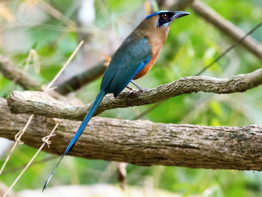 Coroi Maurice Ltée - ⚠️Disponible chez Coroi, les filets de protection  contre les oiseaux et chauves souris pour vos arbres fruitiers.⚠️  ✓Contactez nous sur le 405 5722/5724 pour en savoir plus sur