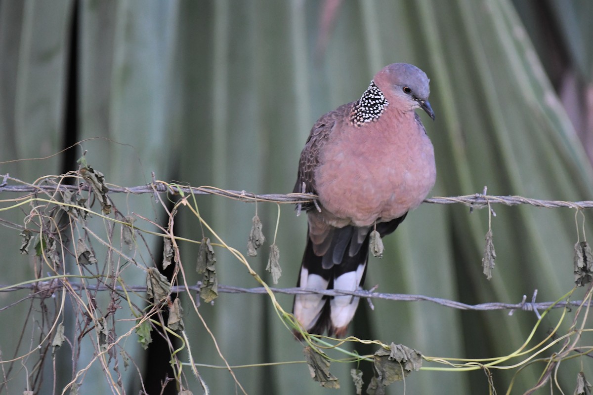Spotted Dove - ML581660481