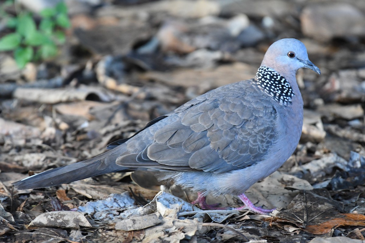 Spotted Dove - ML581660491