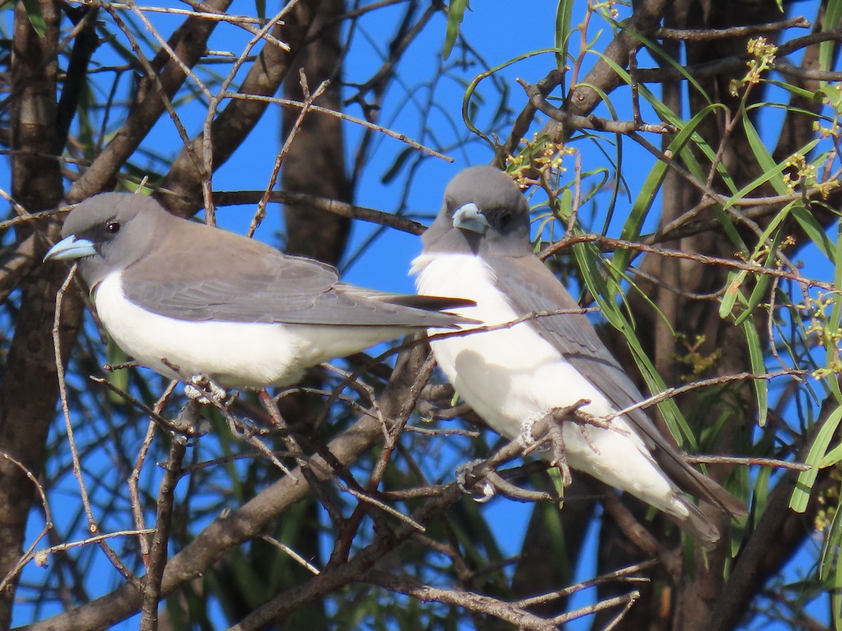 White-breasted Woodswallow - ML581660621