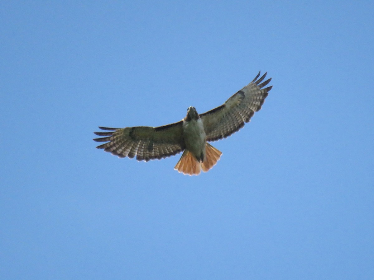 Red-tailed Hawk (kemsiesi/hadropus) - John van Dort