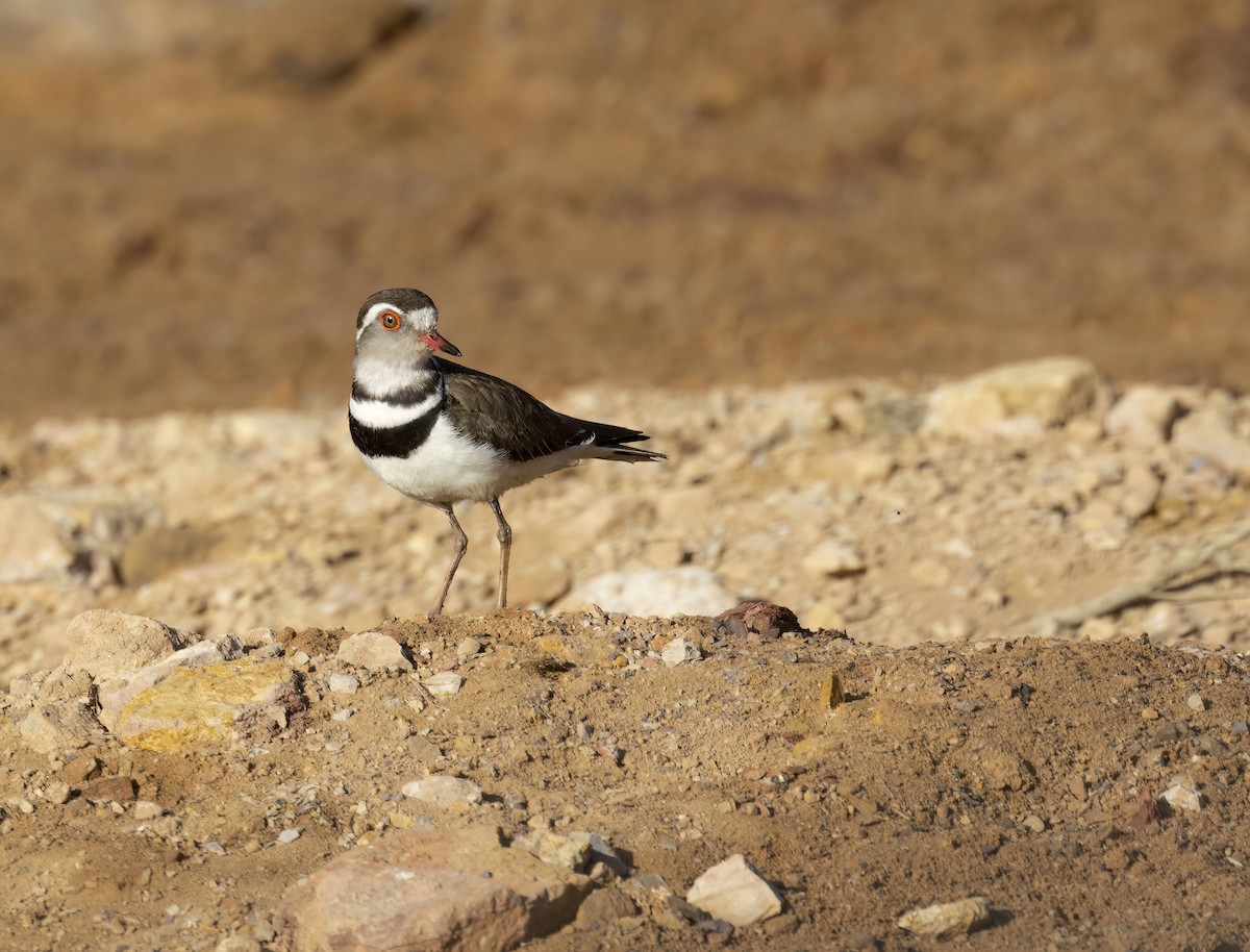 Three-banded Plover - ML581662611