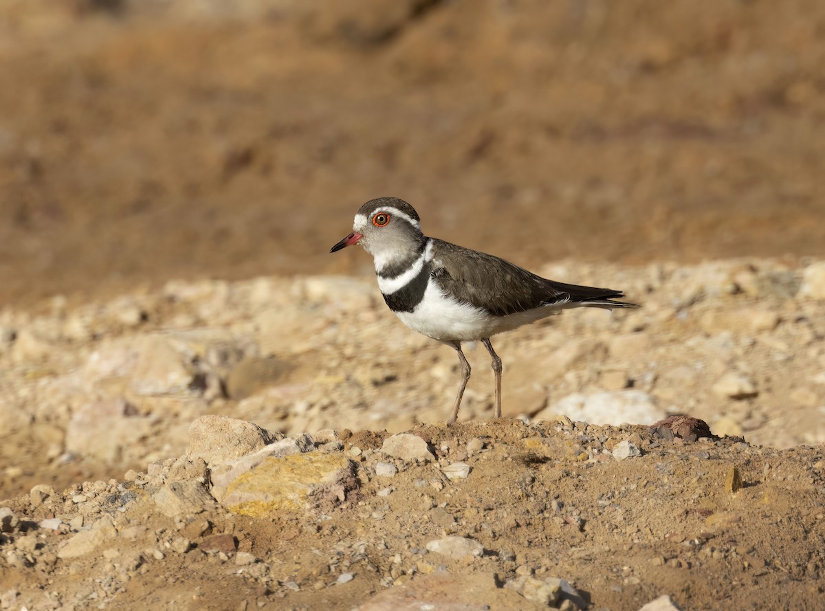 Three-banded Plover - ML581662621