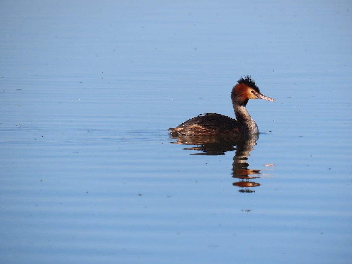 Great Crested Grebe - ML581663901