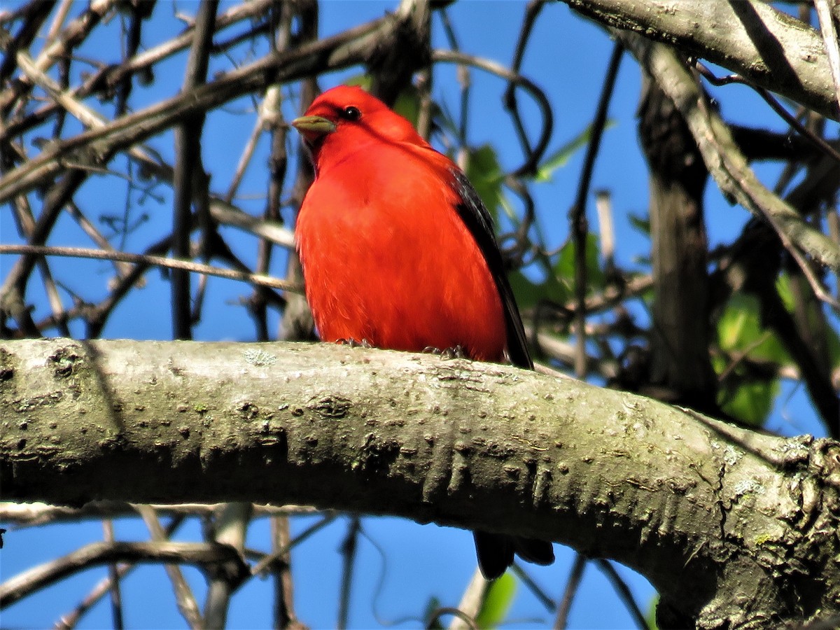 Scarlet Tanager - ML58166641