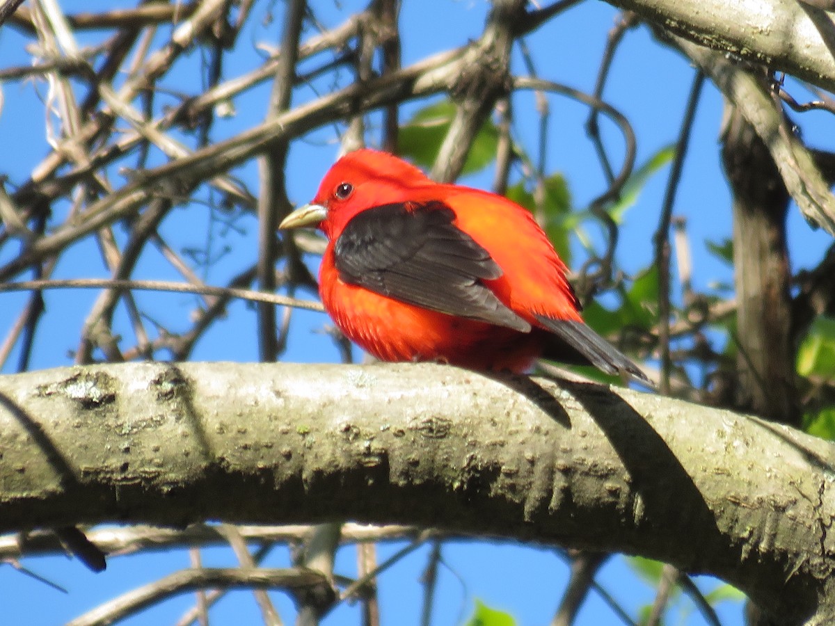 Scarlet Tanager - ML58166651