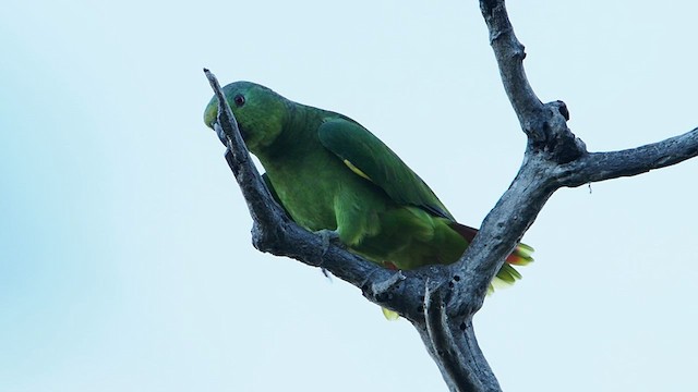 Scaly-naped Parrot - ML581668211