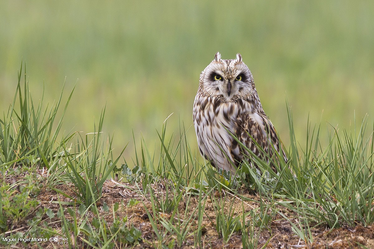 Short-eared Owl - ML58166981
