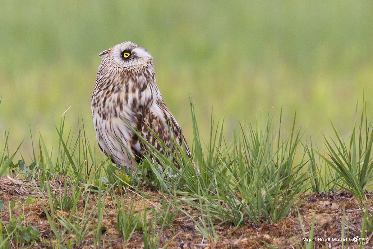 Short-eared Owl - ML58166991