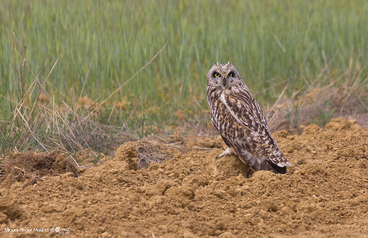 Short-eared Owl - ML58167001