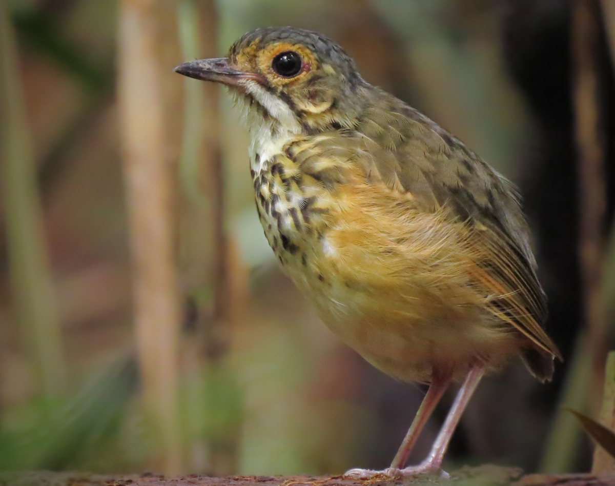 Spotted Antpitta - ML58167091