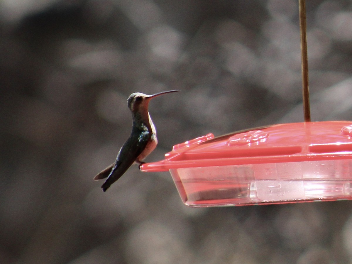 Broad-billed Hummingbird - ML581672201