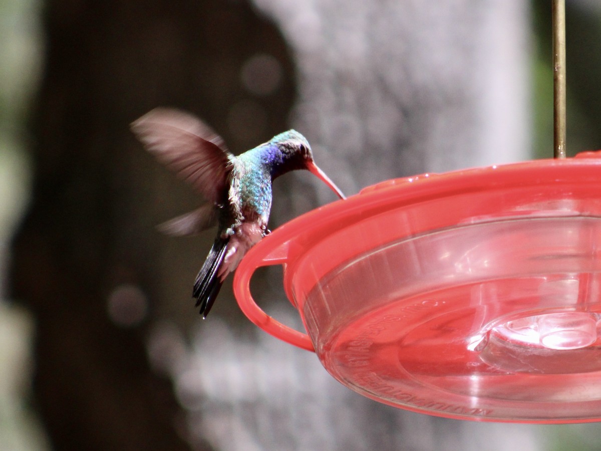 Broad-billed Hummingbird - ML581672211