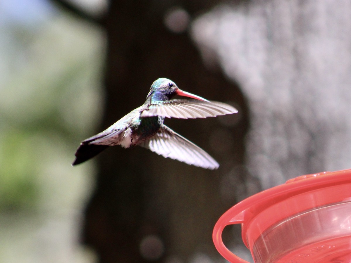 Broad-billed Hummingbird - ML581672221