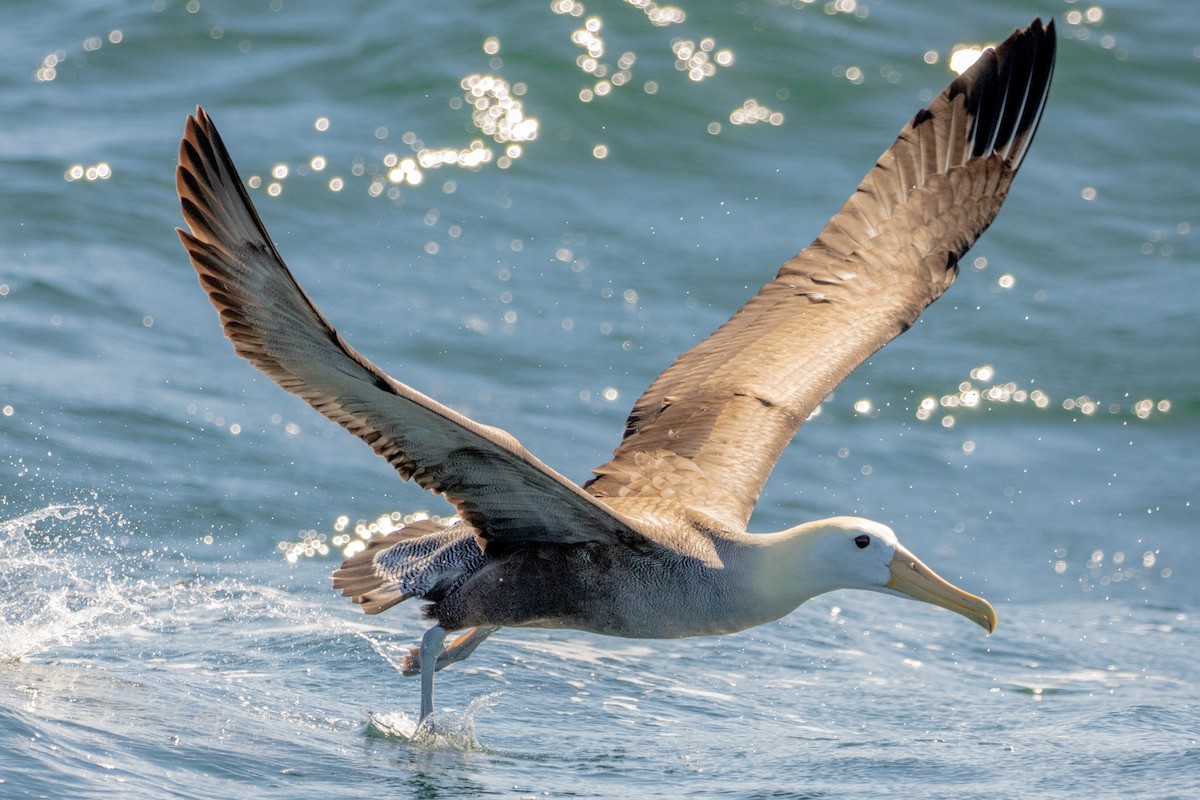 Waved Albatross - Pablo Andrés Cáceres Contreras