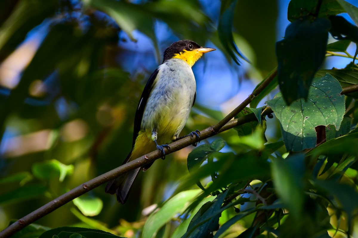 Yellow-backed Tanager - Leandro Rezende