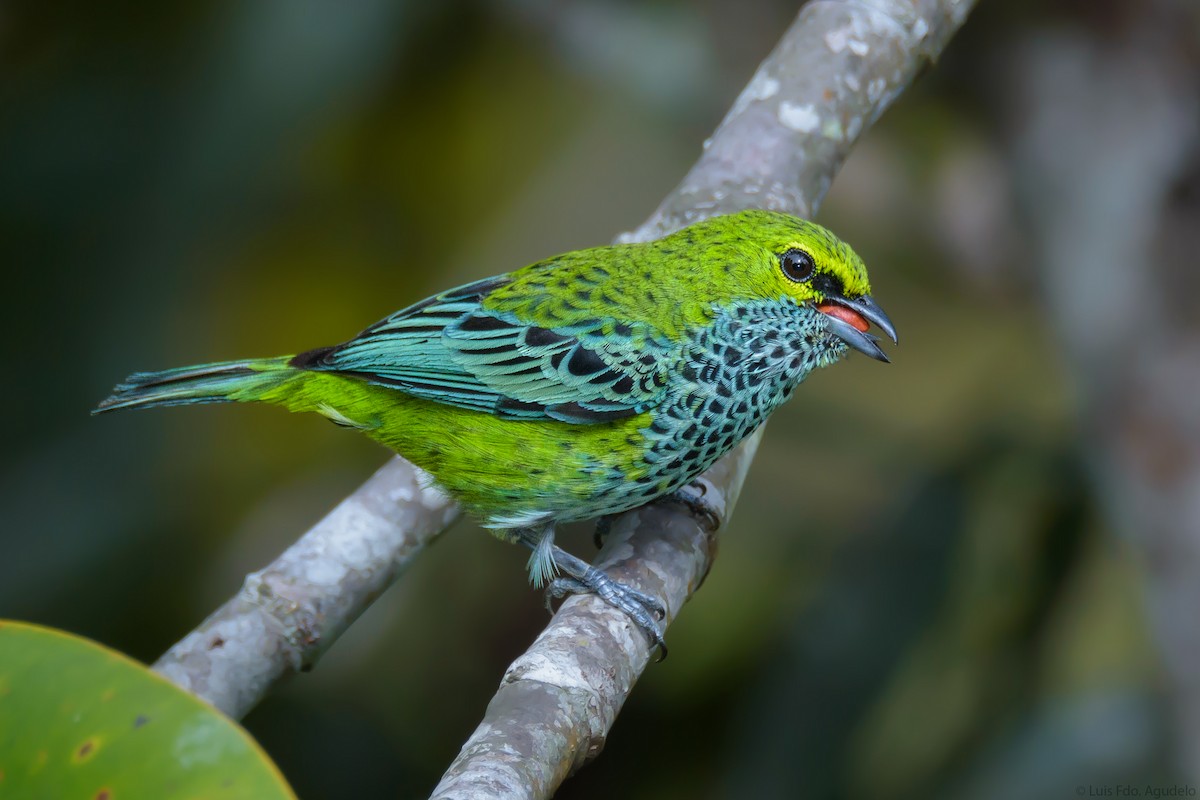 Speckled Tanager ML58167541