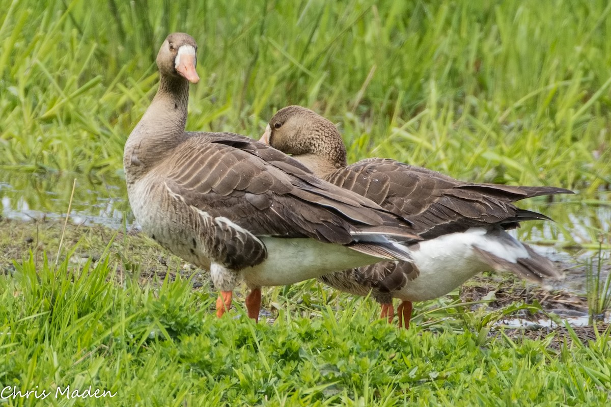 Greater White-fronted Goose - chris maden