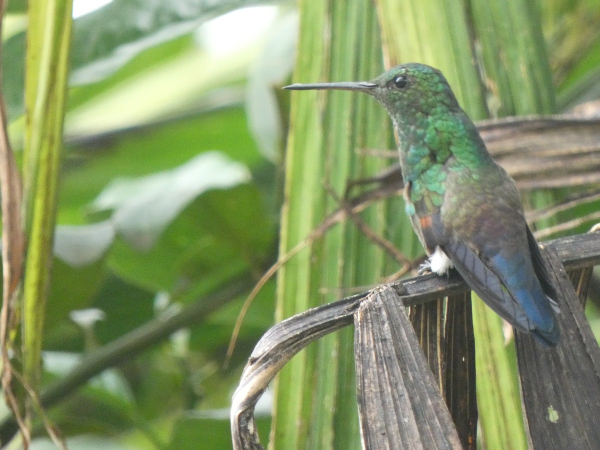 Blue-tailed Hummingbird - Donald Wellmann