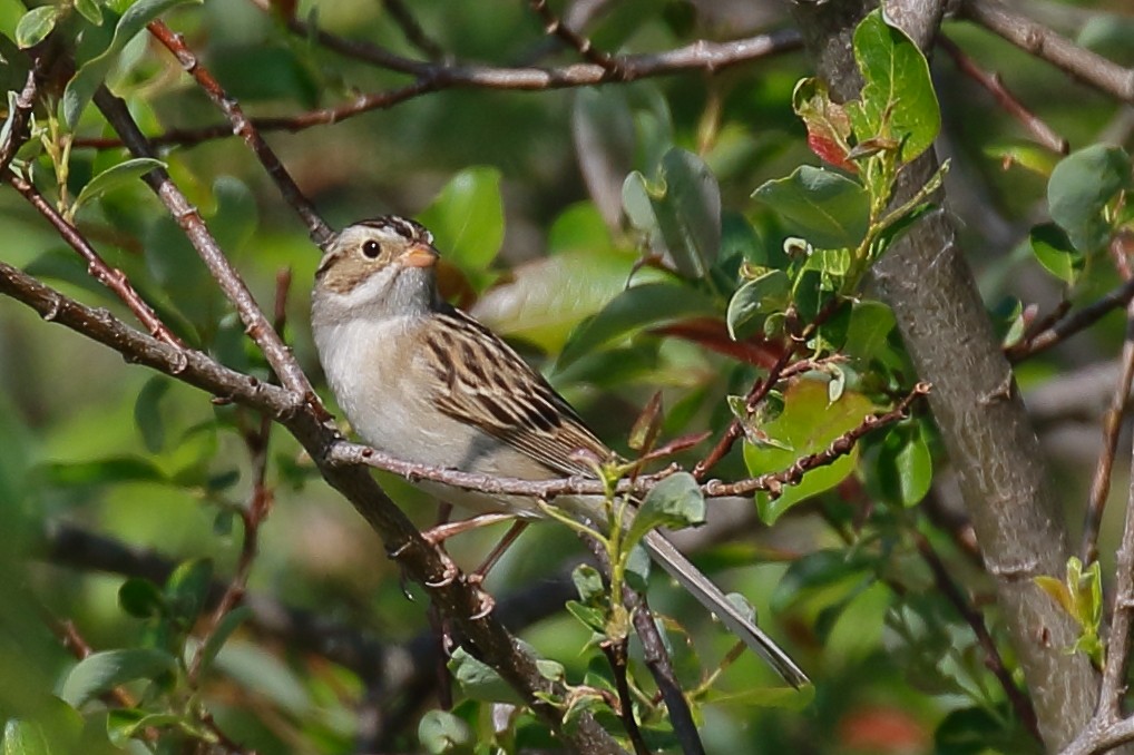 Clay-colored Sparrow - ML581679271