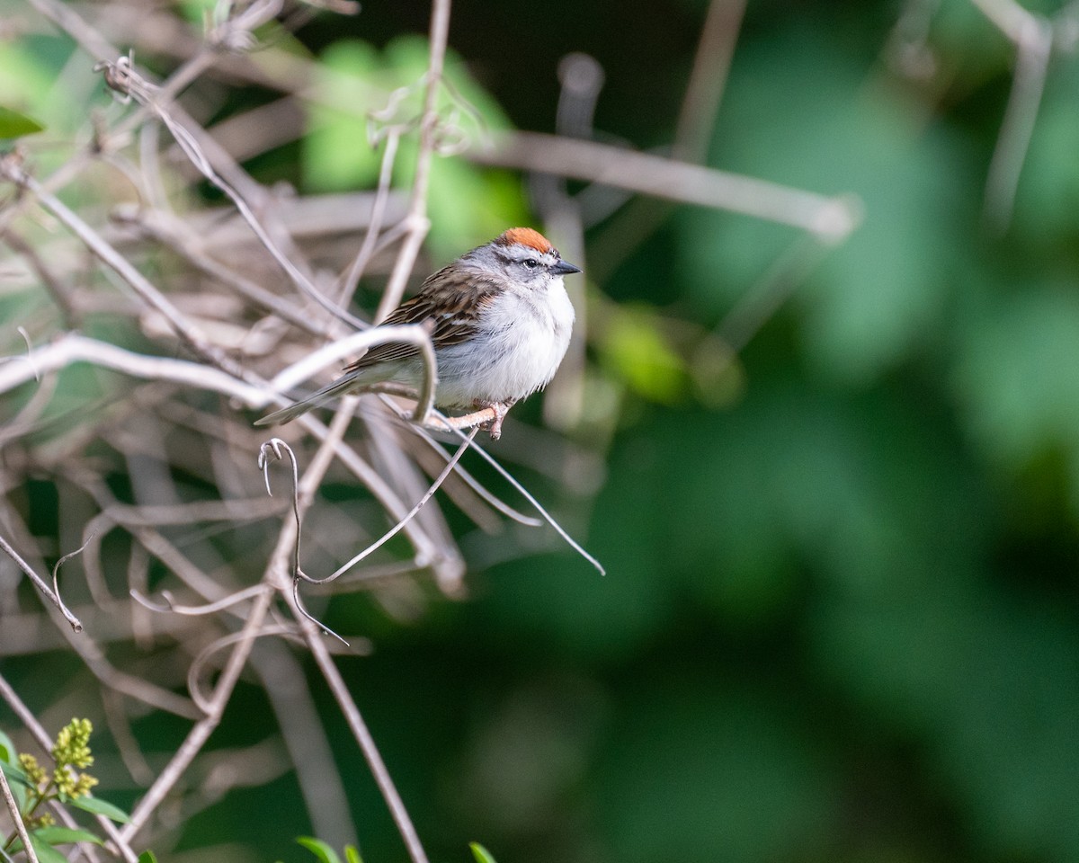 Chipping Sparrow - ML581679601