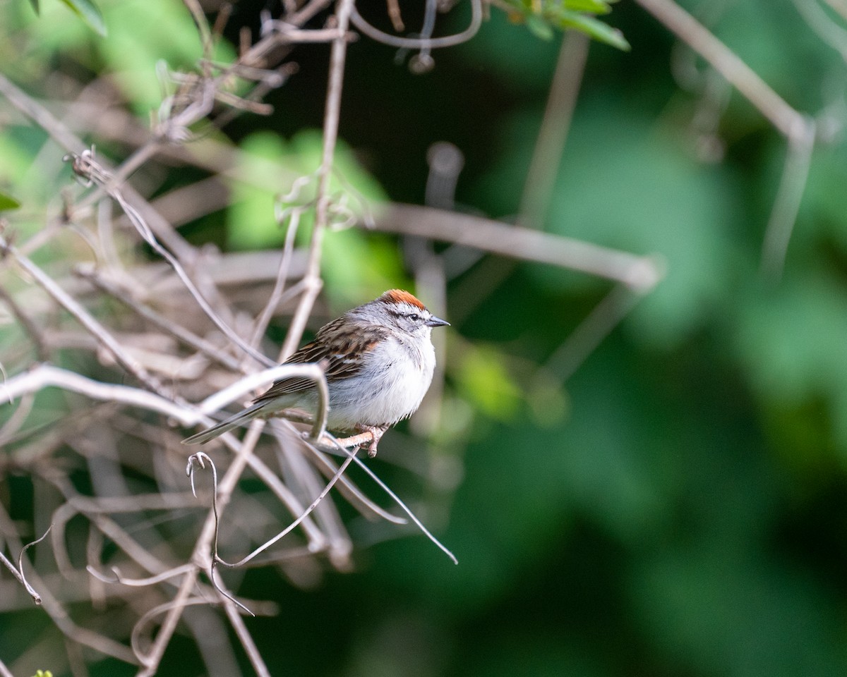 Chipping Sparrow - ML581679611