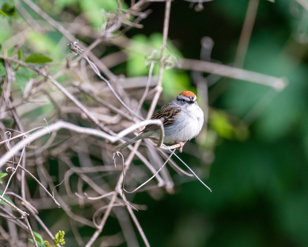 Chipping Sparrow - ML581679621