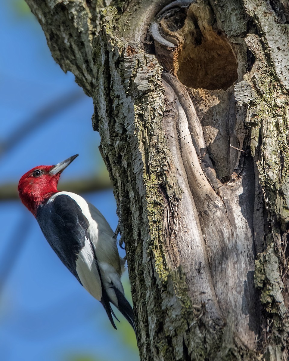 Red-headed Woodpecker - Warren Lynn