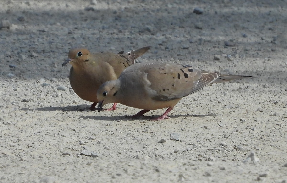 Mourning Dove - ML581683331