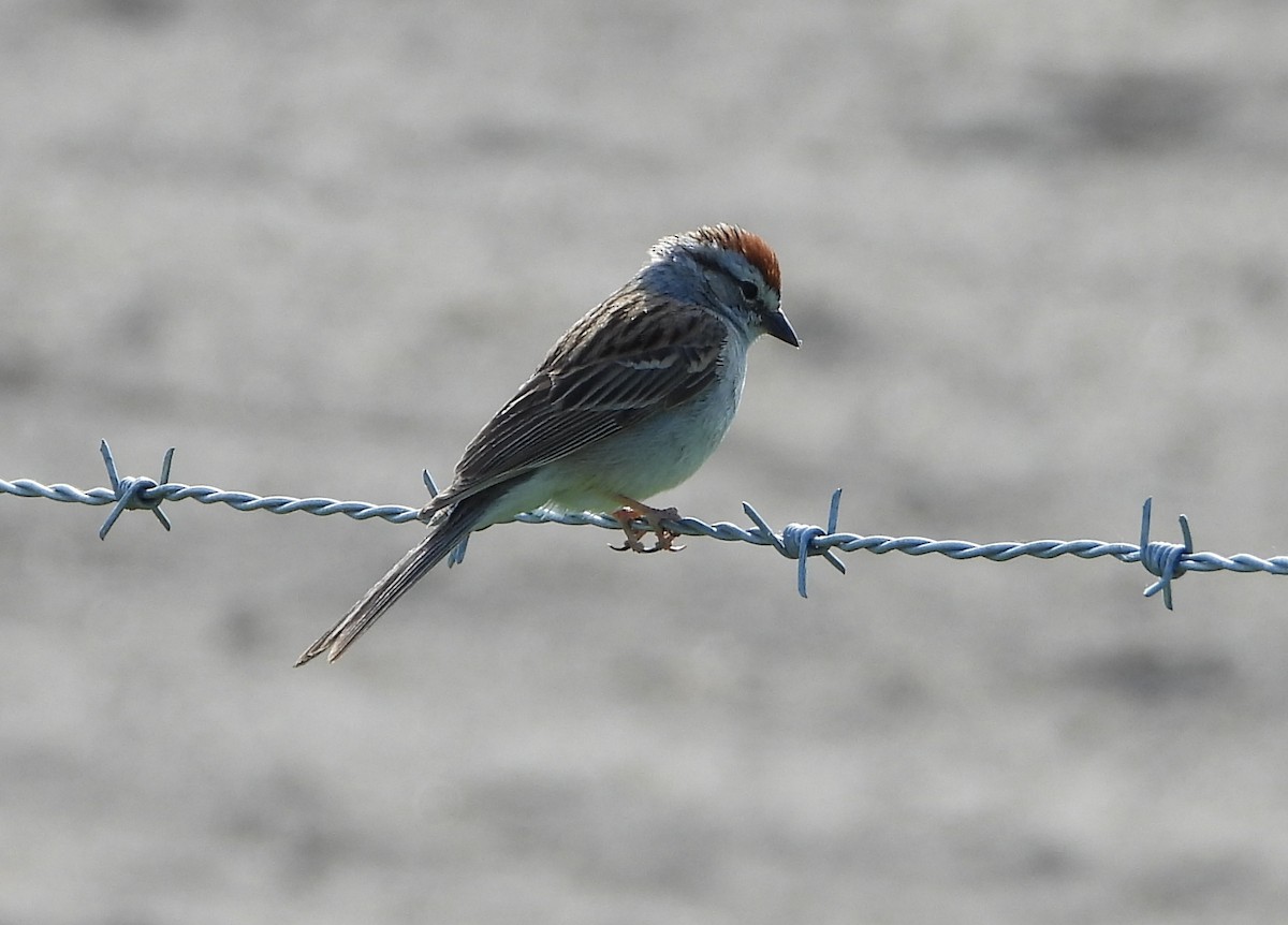 Chipping Sparrow - ML581683921