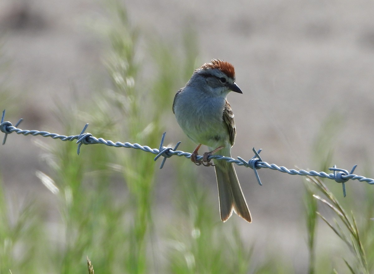Chipping Sparrow - ML581684001