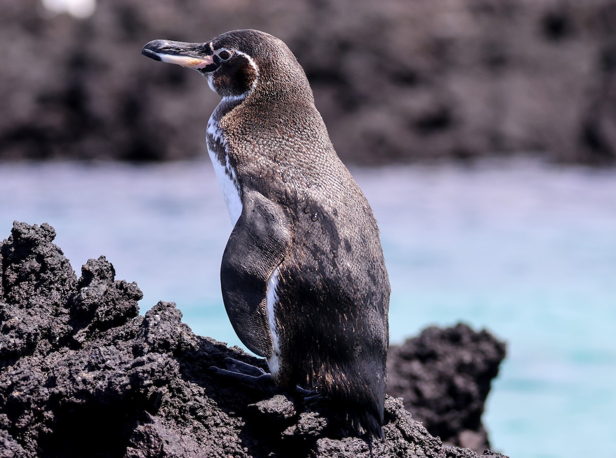 Galapagos Penguin - Pam Rasmussen
