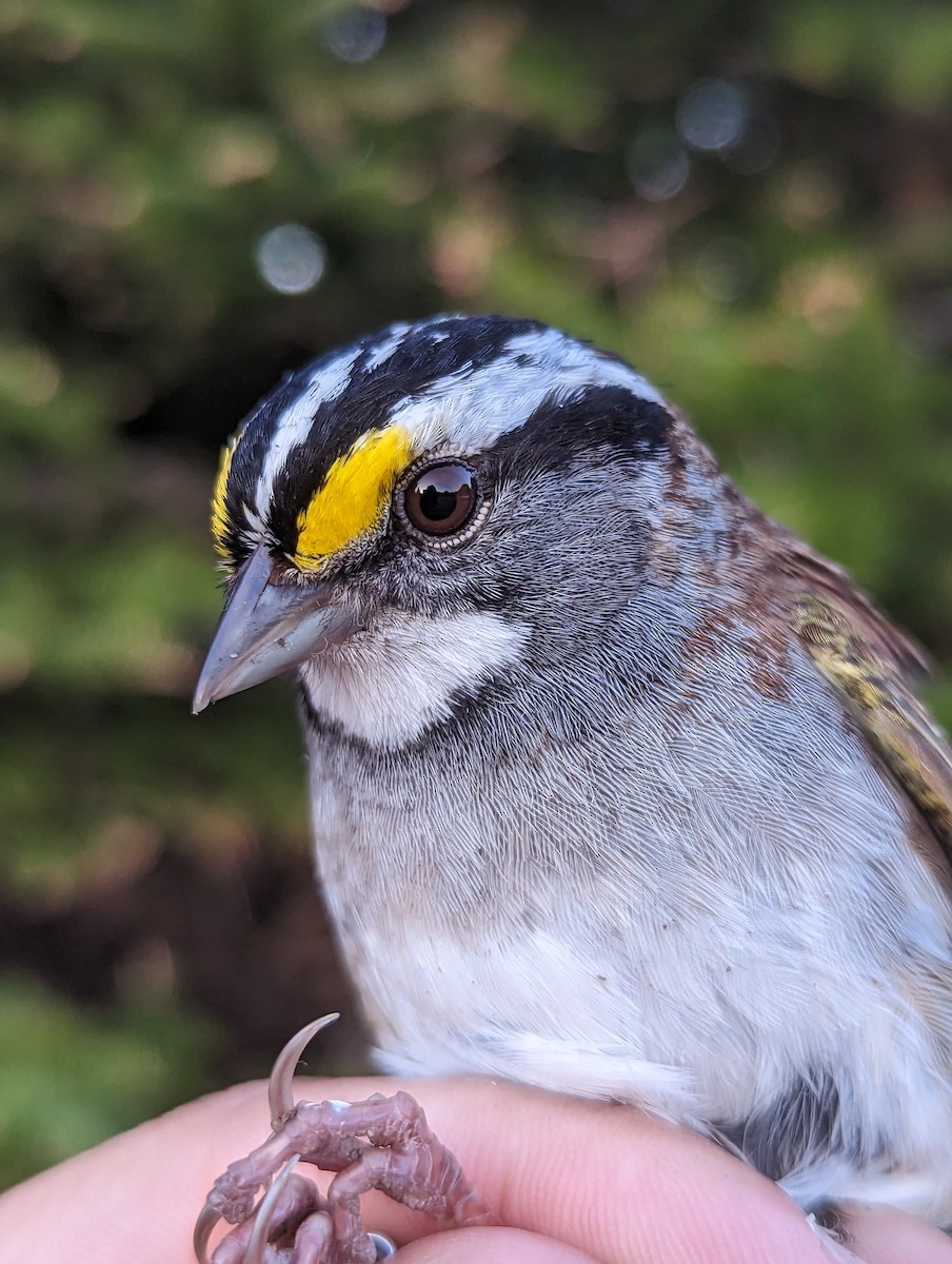 White-throated Sparrow - Nathaniel Sharp