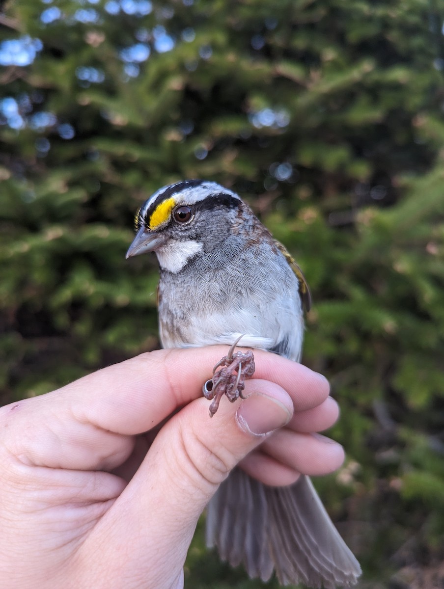 White-throated Sparrow - ML581686571