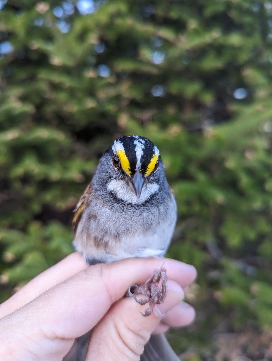 White-throated Sparrow - ML581686581