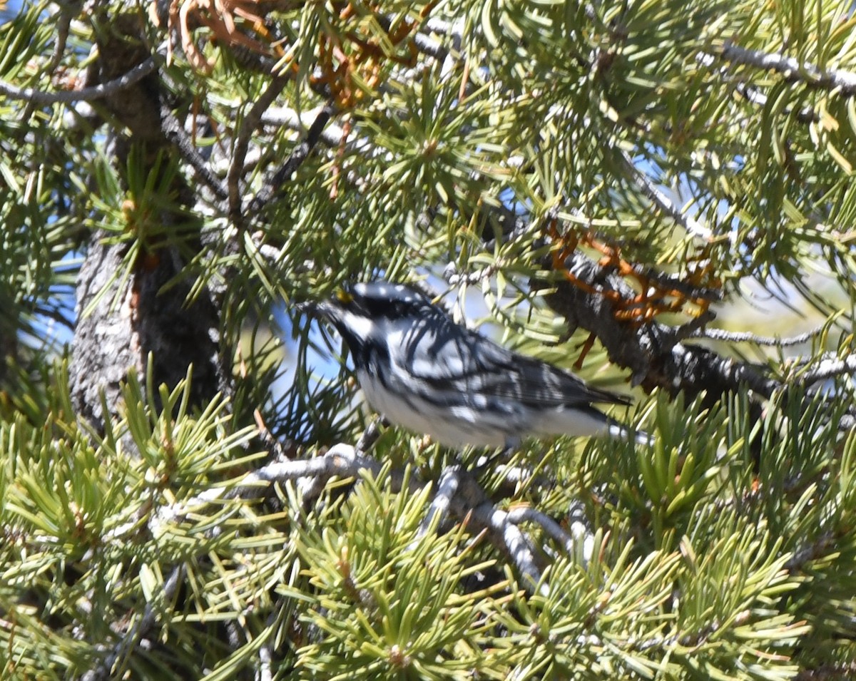 Black-throated Gray Warbler - ML581687391