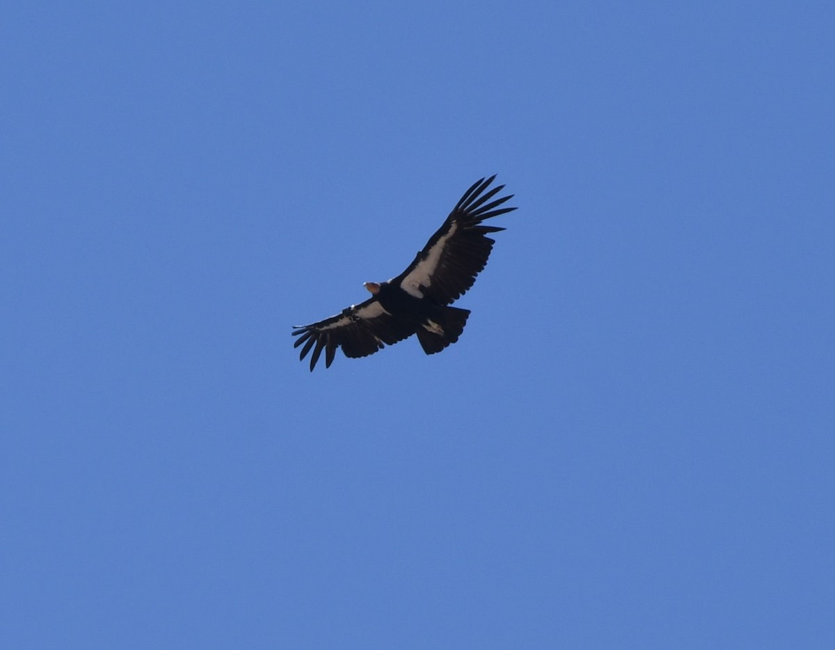 California Condor - ML581687831