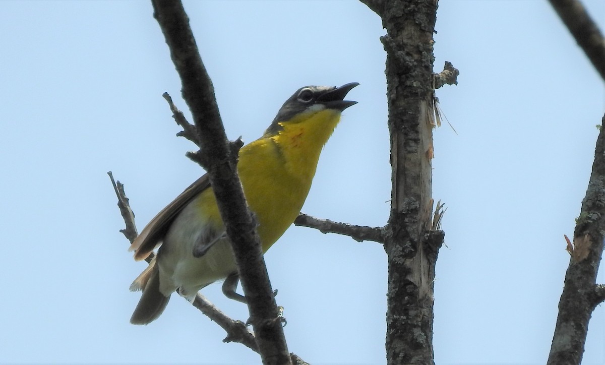 Yellow-breasted Chat - ML581688621