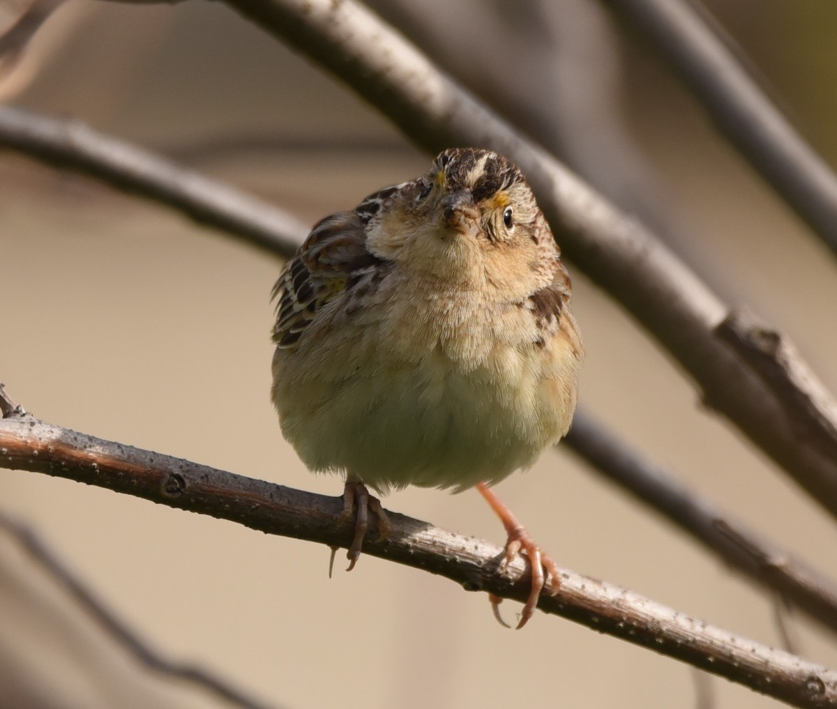 Grasshopper Sparrow - ML581689411