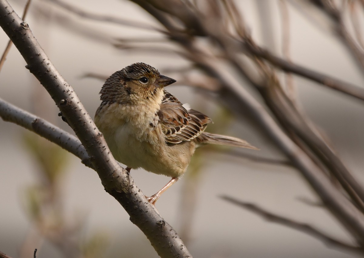 Grasshopper Sparrow - ML581689481