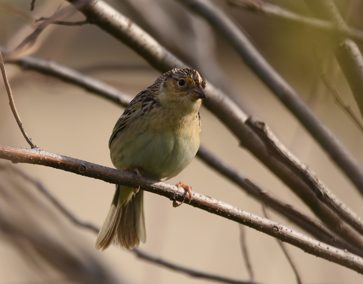 Grasshopper Sparrow - ML581689511